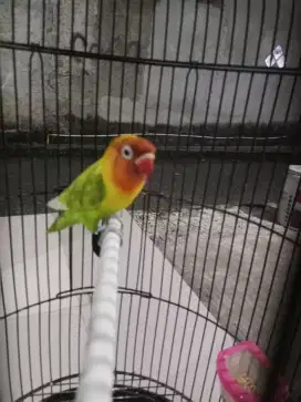 Burung lovbetd burja
