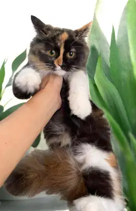 Kucing scottish straight longhair