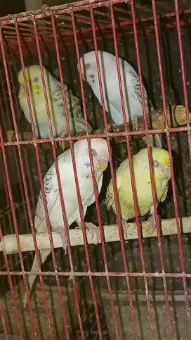 Parkit mutasi MM
