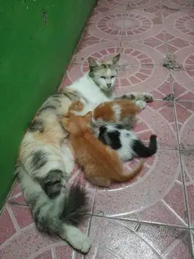 Ada yg minat free kucing dtg kerumah