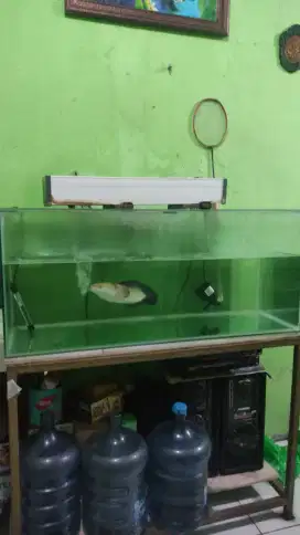 Aquarium UK 120X50X50