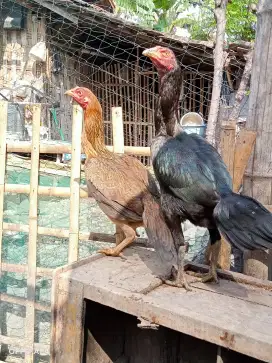 Ayam Mangon/Mifune