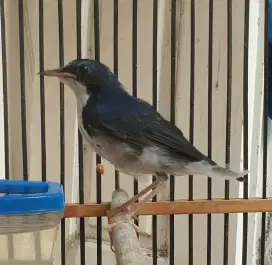 Siberian blue robin jantan lagi mabung