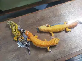 Gecko giant 3 ekor