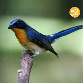 burung tledekan gunung sumatra jantan pilihan