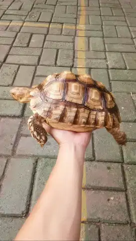 Sulcata Betina (22 cm)