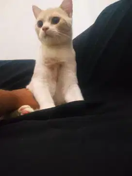 BRITISH SHORTHAIR (BICO CREAM)
