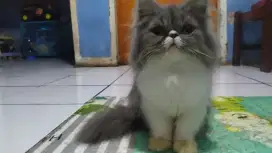 Kitten peaknose