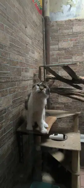 Kucing Maincoone