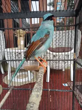 Burung Jovin Blue plus kandang