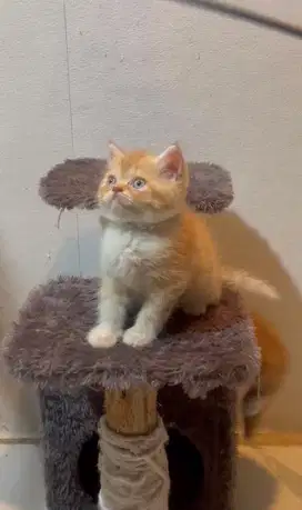 Kitten persian flatnose exo