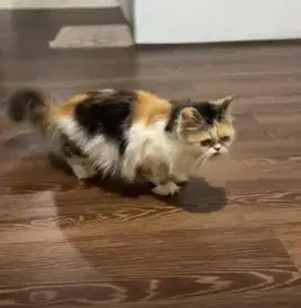 Kucing persia flatnose
