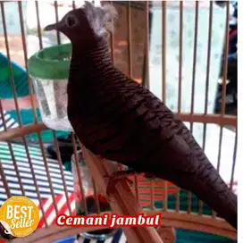 sedia aneka burung perkutut warna banyak pilihan gacor gacor