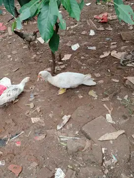 Entok lokal sepasang
