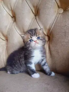 Borongan 4 kitten flatnose jantan betina