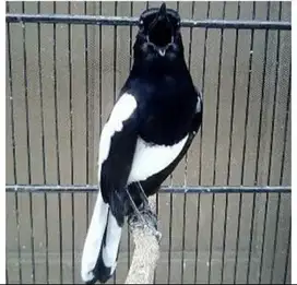 burung kacer jawa barat gacoran ready stock