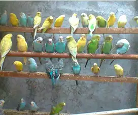 burung parkit lokal banyak pilihan