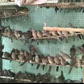 burung perkutut lokal jawa timur