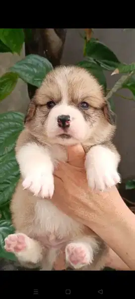 PUPPY WELSH CORGIE MALE 1