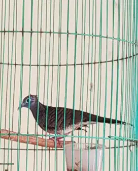 PERKUTUT JANTAN MANGGUNG