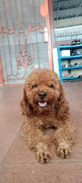 Miniature poodle