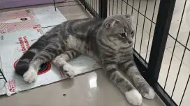 Kucing scottish fold