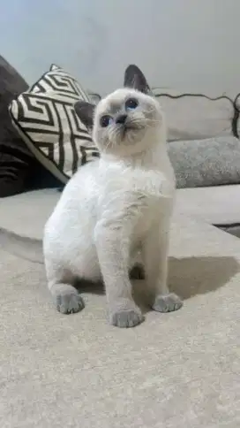 Kucing British shorthair