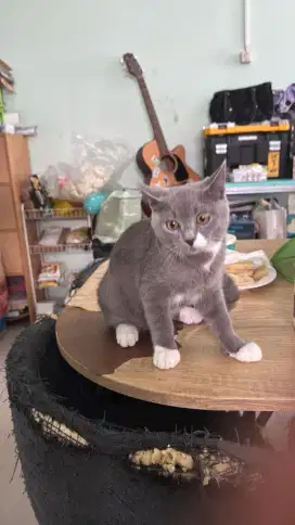 Kucing Scottish mix