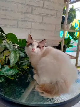 Kucing Ragdoll Jantan