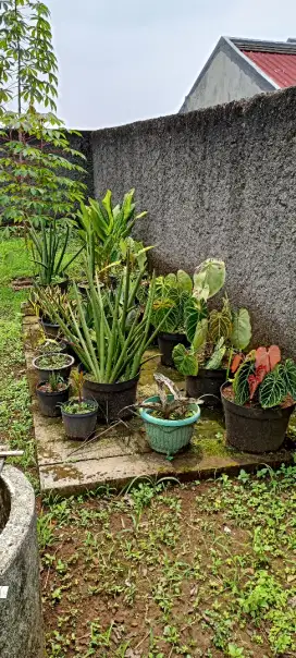 Tanaman Sansivera+ kuping gajah