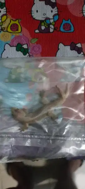 Dijual cicak ekor 2 .cicak langka
