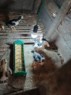 Anakan Bangkok Klasik