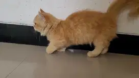 (SIDOARJO) KUCING MUNCHKIN BETINA 4 BULAN