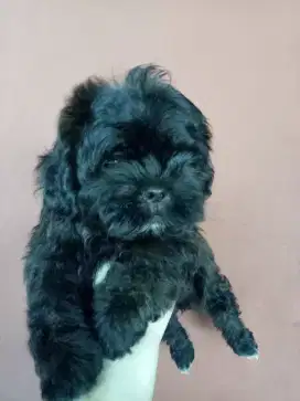 For sale Puppies 2 bulan *Betina* Lokasi BOGOR