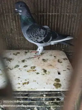Buturg merpati cewean