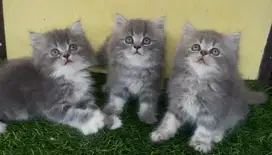 Kucing ras persia abu2 marbel