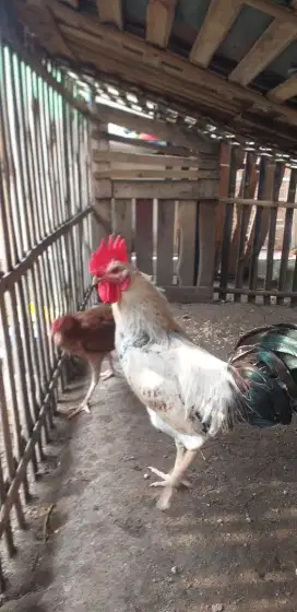 Ayam arab dan indukan bangkok