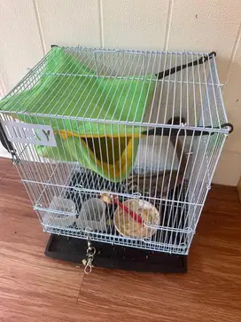 Sugar glider sepasang murah