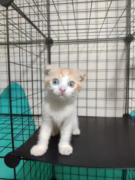Scottish fold kitten