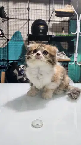 Scottish fold highland
