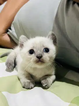 Kucing kitten muchkin blue eyes