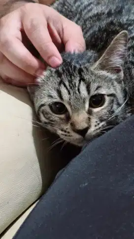 Kucing motif mujair parent mix