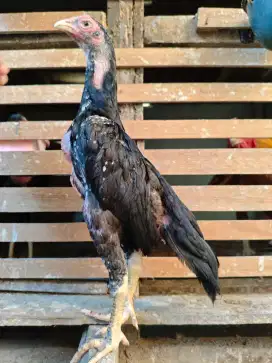 Anakan Ekor Lidi ori