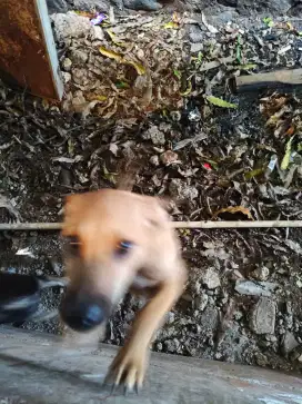 Anak anjing puppies mix breed