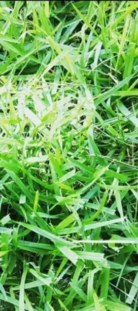 Info loker apa aja, punya pengalaman kerja lumayan