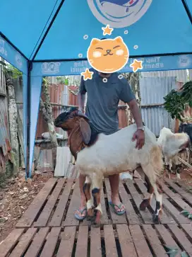 Kambing Qurban jumbo
