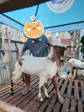 Kambing Qurban Jumbo