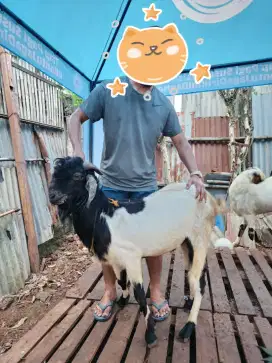 Jual Kambing Qurban