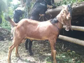 Bismillahirrahmanirrahim jual hewan qurban