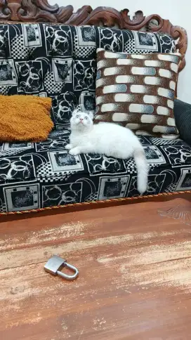 Kucing Kitten Kinkalow Betina 5 Bulan